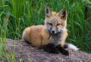 Fox Kit at Dusk #1 Photograph by Mindy Musick King