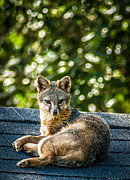 Fox on Roof Photograph by Blake Webster