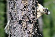 Fox Squirrel  Photograph by DB Hayes