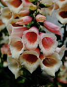 Foxglove Wonderment Photograph by Allen Nice-Webb Foxglove Wonderment Photograph by Allen Nice-Webb