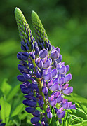 Lupin Photograph by Jerry LoFaro