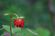 Fragaria Vesca Photograph by Andreas Levi