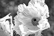 Fragile and Strong Photograph by Ana V Ramirez