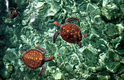 Fragile Underwater World. Sea Turtles in a Crystal Water. Maldives Photograph by Jenny Rainbow