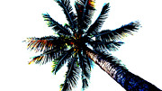 Frazzled Palm Tree Photograph by Lawrence S Richardson Jr