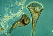 Freshwater Ciliate Stentor LM Photograph by Greg Antipa Freshwater Ciliate Stentor LM Photograph by Greg Antipa