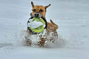 Frisbee In The Snow Photograph by Adam Jewell Frisbee In The Snow Photograph by Adam Jewell