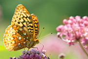 Fritillary Photograph by Brian Hale