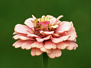 From Garden to Heart Photograph by Azthet Photography