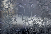 Frost Series 8 Photograph by Mike Eingle Frost Series 8 Photograph by Mike Eingle