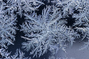 Frost Series 9 Photograph by Mike Eingle Frost Series 9 Photograph by Mike Eingle