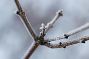 Frosted Morning Photograph by Ana V Ramirez
