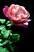 Frosted with Dew Photograph by Carole Gordon Frosted with Dew Photograph by Carole Gordon
