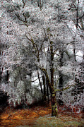 Frosty Photograph by Mike Eingle