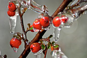 Frozen apple blossoms  Photograph by Alberto Audisio