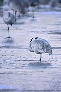 Frozen at the Bosque Photograph by Susan Warren