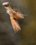 ...frozen Flight Hummingbird.... Photograph by Paul Vitko
