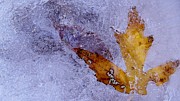 Frozen in Time Photograph by Shelli Fitzpatrick