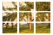 Fruit In The Orchard Through The Window Pane Photograph by Mary Lou Chmura