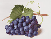 Fruit of the Vine Painting by Augusta Innes Withers Fruit of the Vine Painting by Augusta Innes Withers