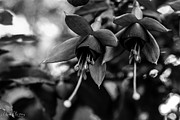 Fuchsia, Black and White Photograph by Adam Morsa Fuchsia, Black and White Photograph by Adam Morsa