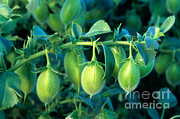 Garbanzo Bean Cicer Arietinum Photograph by Inga Spence Garbanzo Bean Cicer Arietinum Photograph by Inga Spence