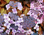 Garden Flowers Photograph by Lawrence Knutsson