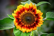 Garden Sequence Photograph by Michael Brungardt