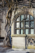 Garden Window And Vines Photograph by Todd Blanchard