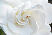 Gardenia Macro Photograph by Aimee L Maher ALM GALLERY