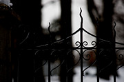 Gated Woods Photograph by Linda Shafer
