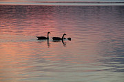 Geese and their Babies Photograph by Angela Murdock