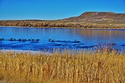 Geese Gathering Photograph by Merle Grenz Geese Gathering Photograph by Merle Grenz