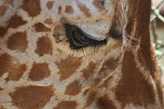 Gentle Eyes Photograph by Laurie Lago Rispoli