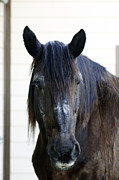 Gentleman Photograph by Carien Schippers
