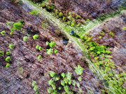German Forest in April aerial view Photograph by Matthias Hauser German Forest in April aerial view Photograph by Matthias Hauser