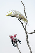 Get Off My Perch Photograph by Werner Padarin