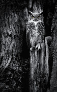GHO Talons Black and White Photograph by Rudy Viereckl