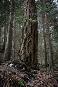 Giant Photograph by David Hillier
