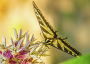 Giant Swallowtail with Yosemite Showy Milkweed Photograph by Michael Tidwell