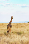 Giraffe Walking in Kenya Africa - Vertical Photograph by Good Focused