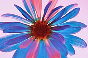 Glass Petals Photograph by Julie Lueders 