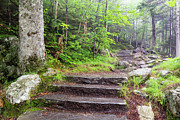 Glen Ellis Falls Trail, Jackson, New Hampshire Photograph by Dawna Moore Photography