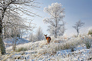 Glen Shiel Misty Winter Deer Photograph by Grant Glendinning Glen Shiel Misty Winter Deer Photograph by Grant Glendinning