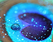 Glitter and Feathers Photograph by Angela Murdock
