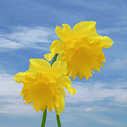 Glorious Spring Daffodils Square Photograph by Gill Billington