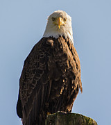 Glory Photograph by David Kirby