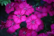 Glowing Dianthus Photograph by Dave Leonard Photography