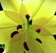 Glowing Lily Photograph by Linda Stern