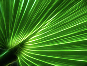 Glowing Palm Photograph by Louise Lindsay